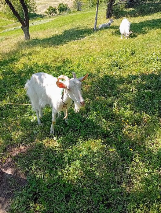 De vânzare  preț negociabil