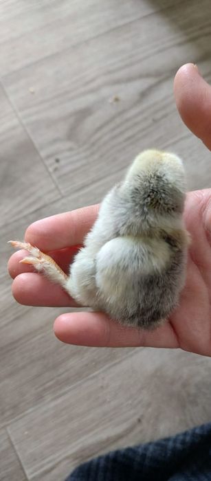 Pui Wiandott, Brahma, Austrolop, Gât golaș, Încălțați, Bărboși.