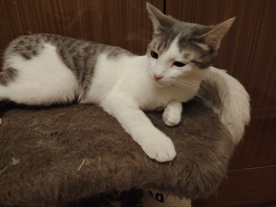 Отдается даром   очень красивый котёнок