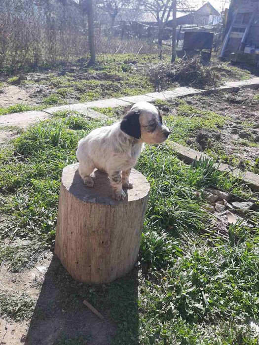 Продавам малки английски сетерчета