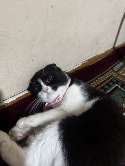 Кошка Scottish fold кошку