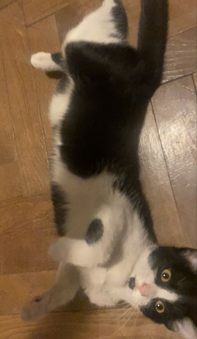 Masha, pisicuță 4 luni, oferită spre adopție