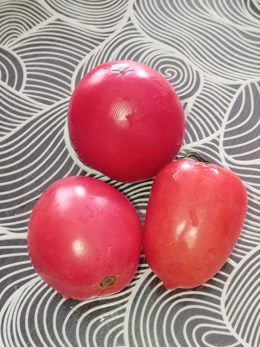 Рассада помидор, сладкого перца.