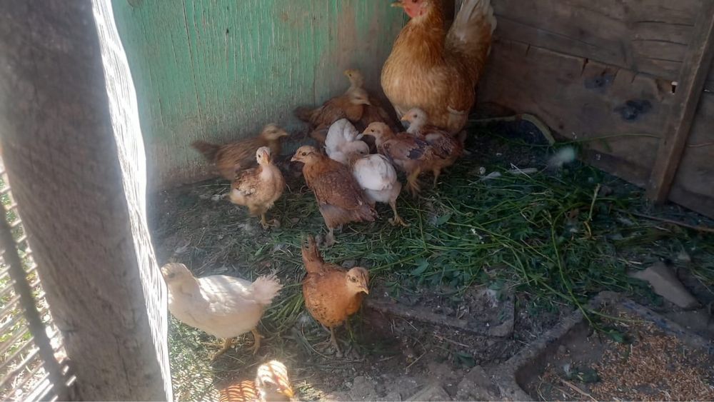Продам домашних курей