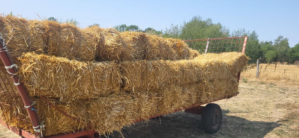 Boti de paie de grâu