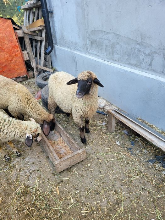 Vând berbecuti tineri