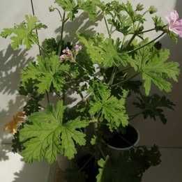 Индрише в саксия, екологично, 5 евро за брой, височина 20 - 25 см