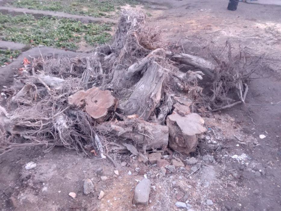 Томир ўтинлар сотилади 2 йиллик.