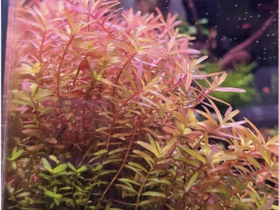 Plante acvariu pachet + cadou tablete nutritive radacini