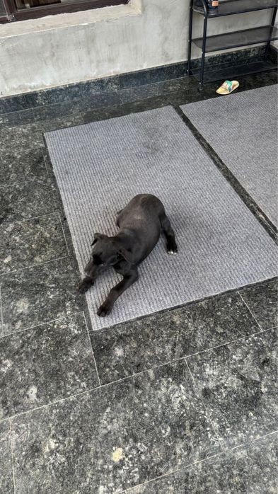 Лабрабор щенок 3 месяца