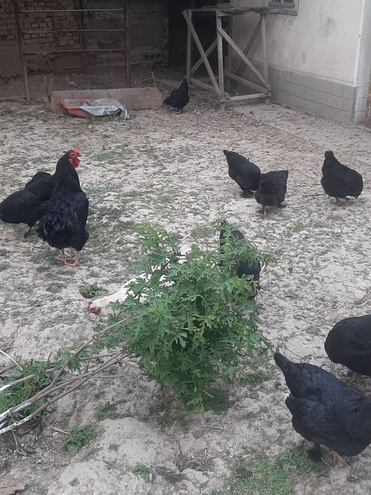 Товук хуроз сотилади