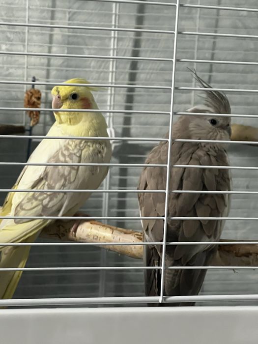 Попугай корелла две девочки