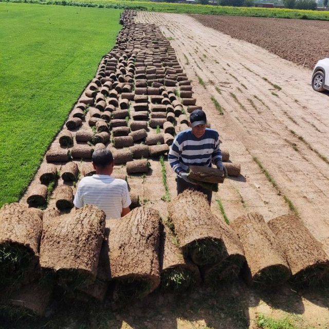 Газон Дания, Оптом ⁸⁸ от 40000 до 45000 сум с поля