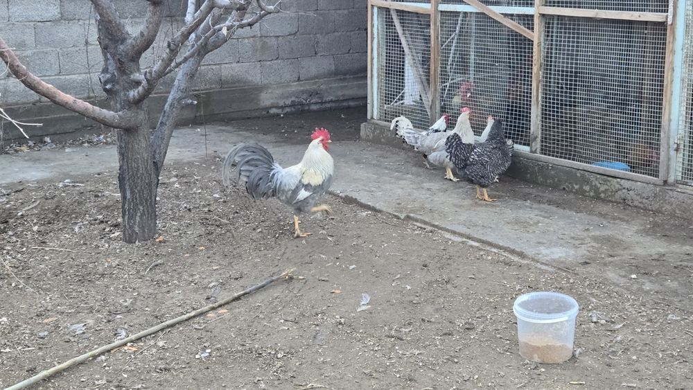 Куры Легорн изабелла