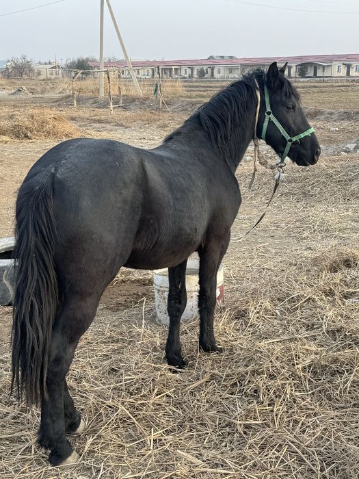 Той сотилади зоти россия бн фриз қўшилган.