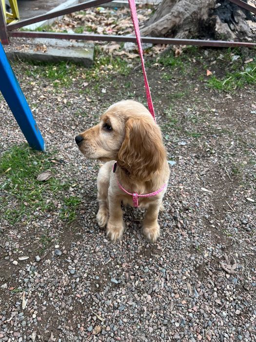 Продам щенка спаниеля