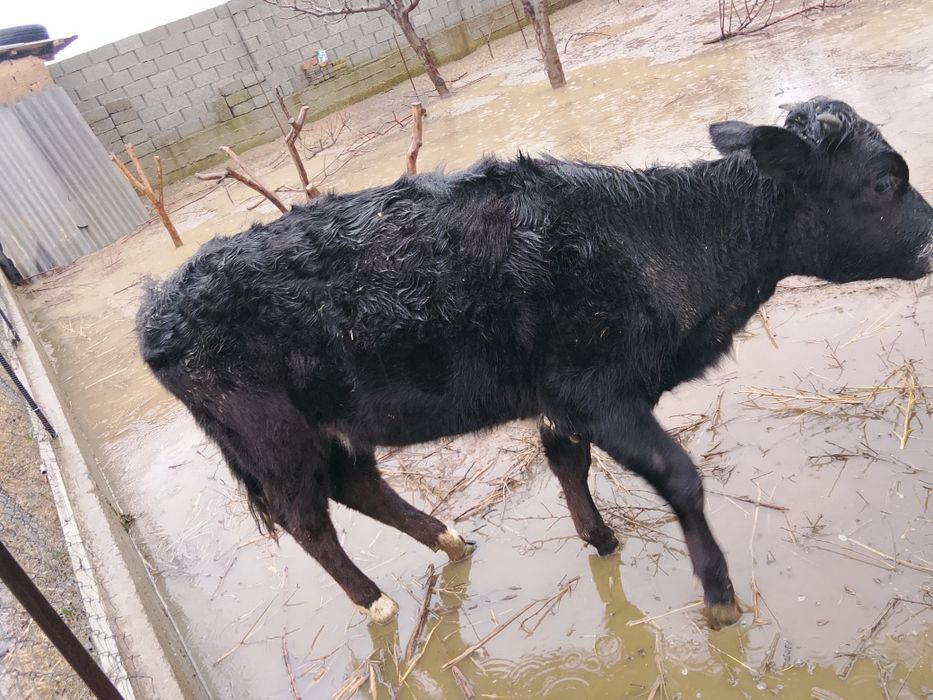 Ургашы мал сатылады