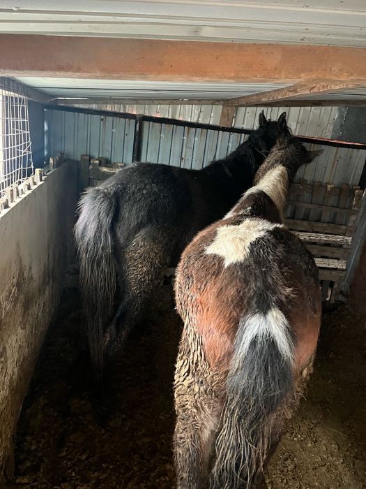 Согым, тай сатамын одну на выбор