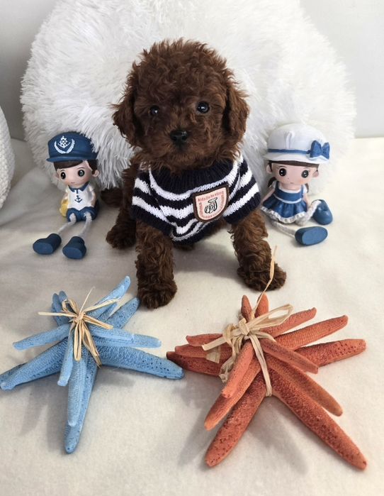 Пудел той Poodle toy родословие генетични тестове на родителите