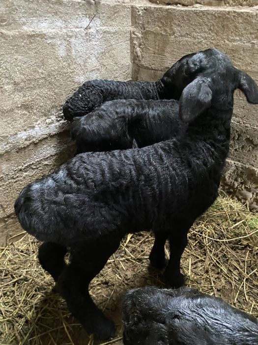 Козылар сатылады