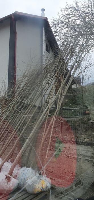 Mesteacăn Tei platani Stejar catalpa