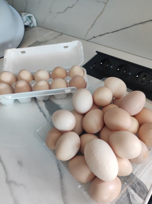 Инкубационные яйца дакан