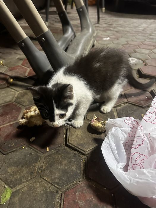 Отдам котят в добрые руки