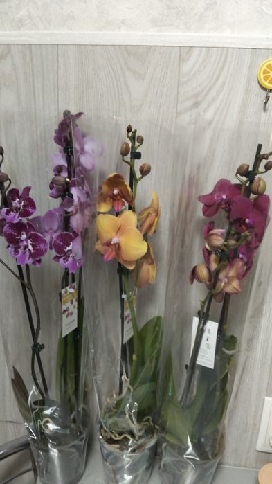 Продам орхидея сортовые