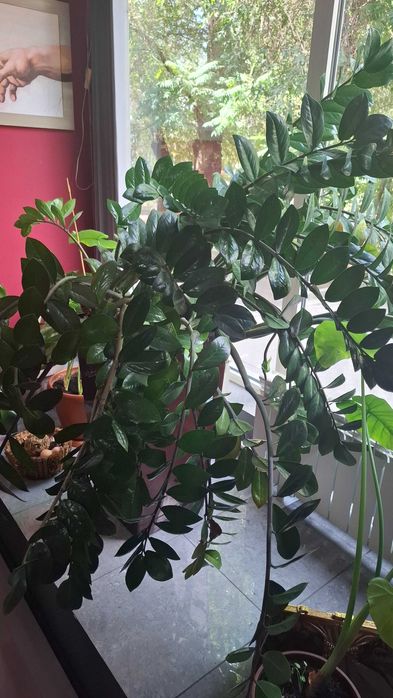 Замиокулькас, долларовое дерево