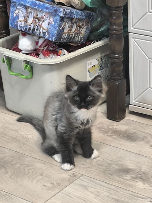 Котенок 3,5 месяца