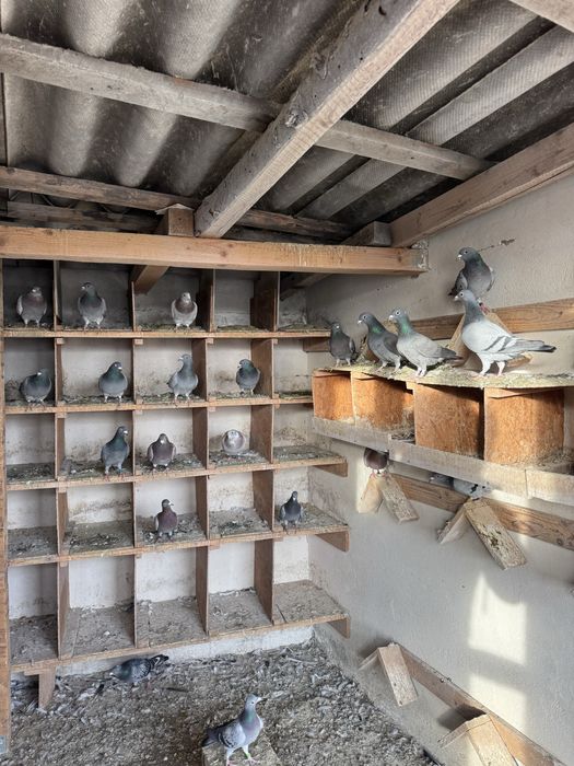 Vand porumbei voiajori