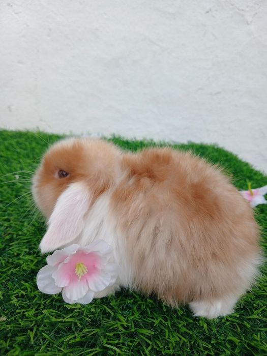 Карлик куенчалар сотилади.35.. 40 кунликлар.4 Таси СПЛИТ.4 та  панда