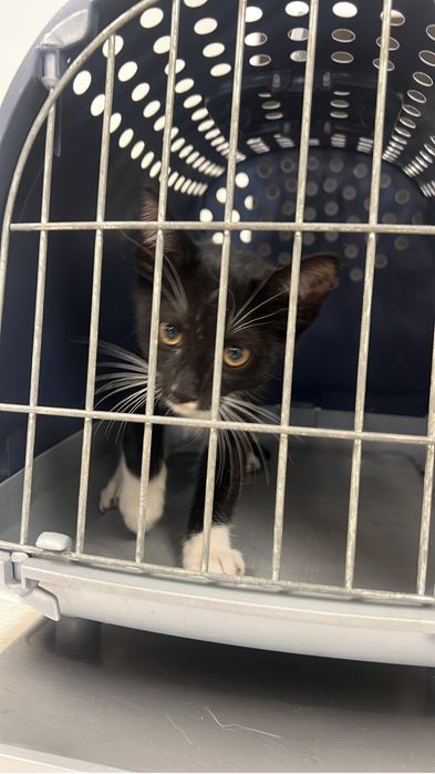 Motan pentru adoptie