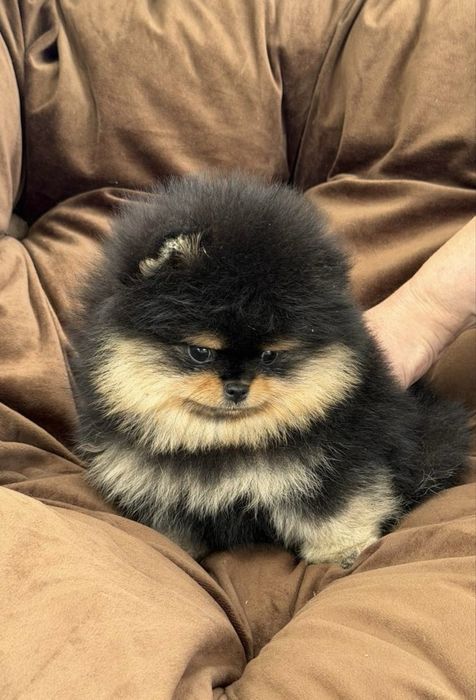 Щенки померанского шпица