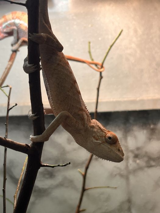 Vand 2 cameleoni cu terariu