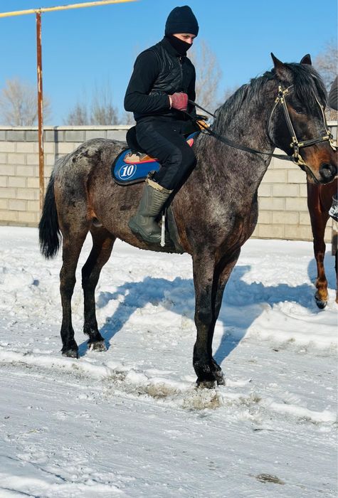Продам айгыр жеребец лошадь