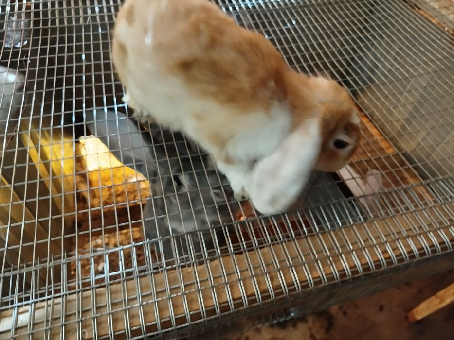 Куйонлар сотилади