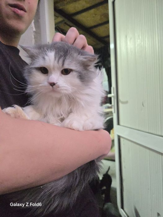 Коты и кошки ищут дом!