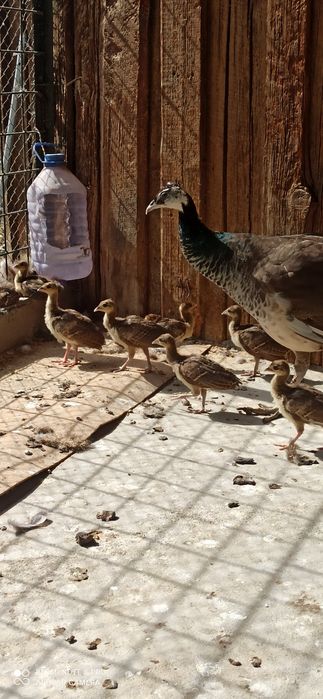 Продам павлинят.