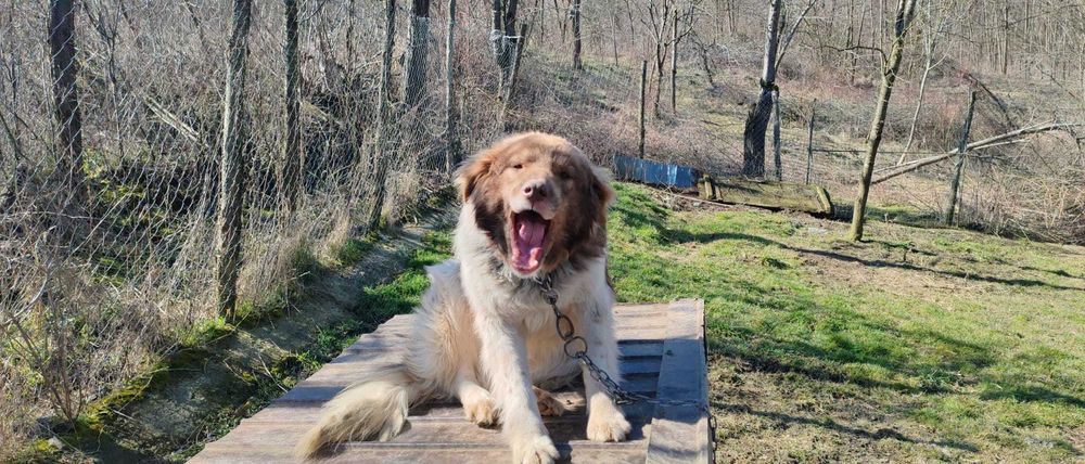 Rollo, pentru adoptie responsabila