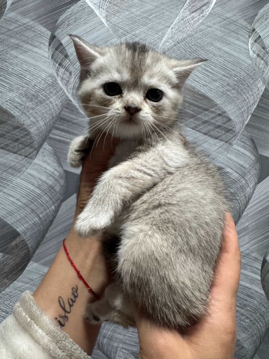 шикарная малышка шиншилла