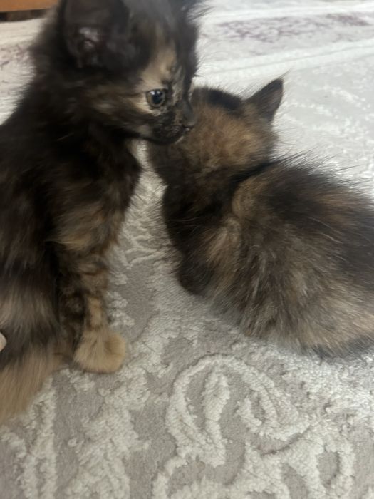 Котята бесплатно в добрые руки