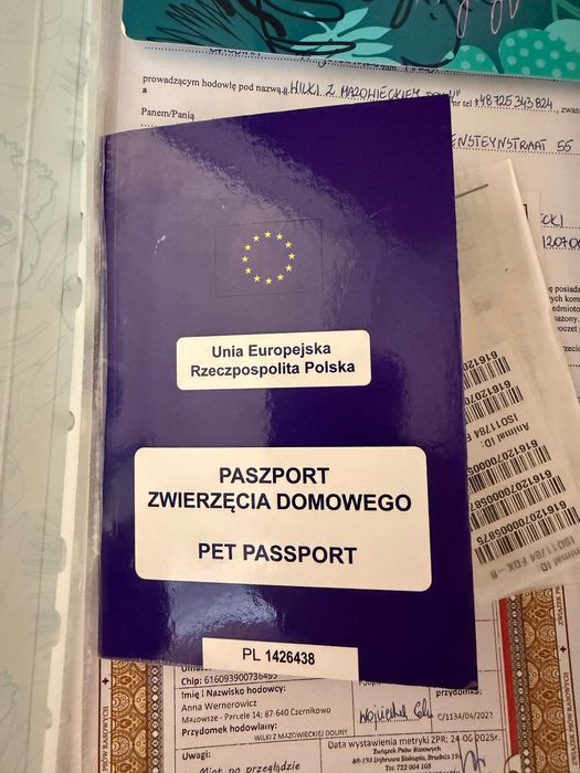 немска очарка дългокосместа
