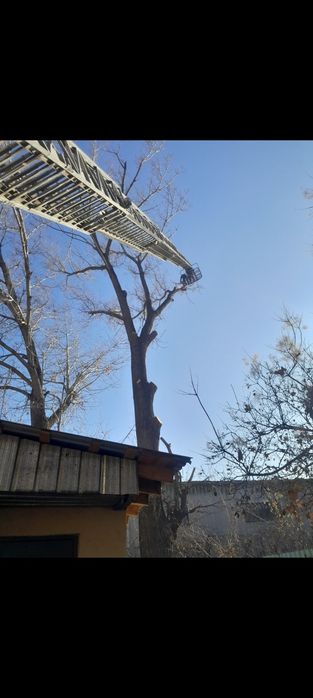 Спил деревьев,агаш кесемиз