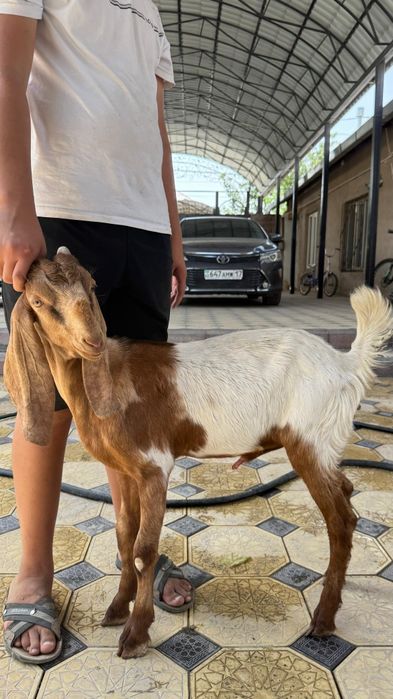 Камори козлята..