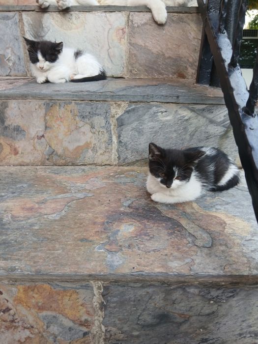 Подарявам котета