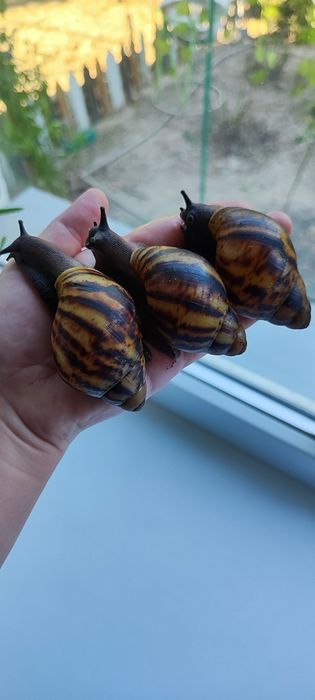 В продаже архахатина маргината овум