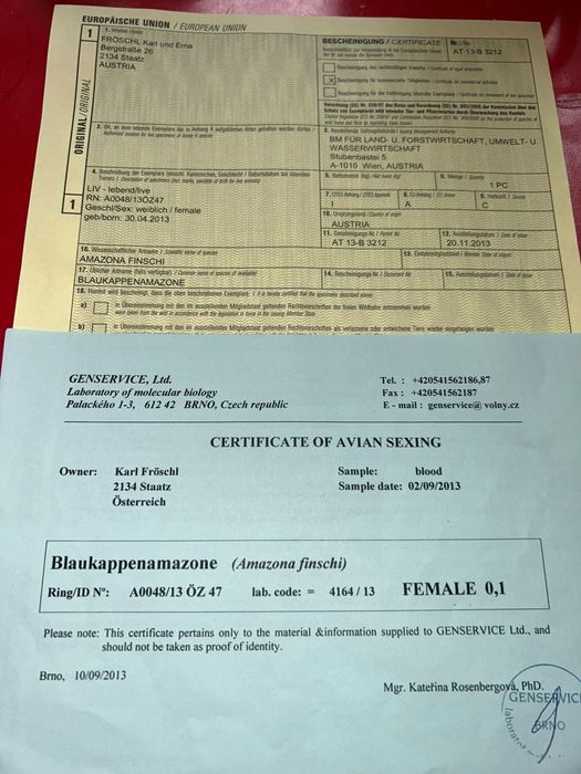 Papagali amazon vinci maturi