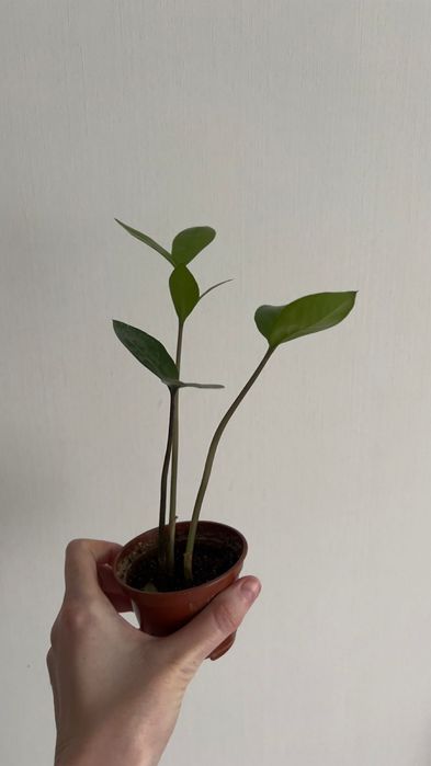 Замиокулькас доллоровое дерево