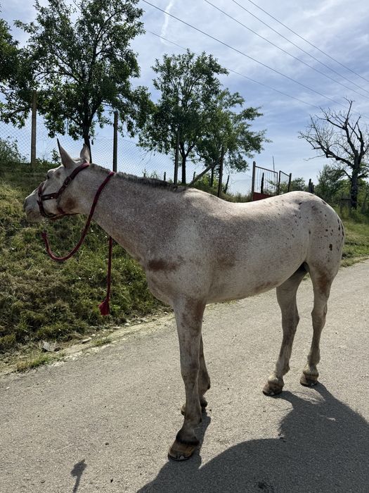 Iapă Appaloosa de vânzare – 9 ani, cal de călărie